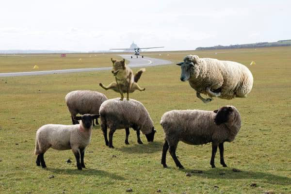 Un loup et un mouton jouant à saute-mouton